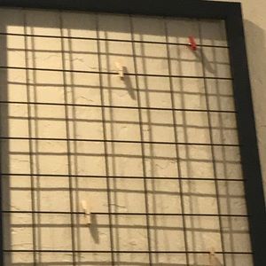 Meet your Posher, Sonia